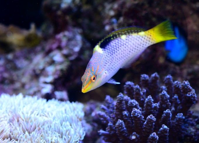 海豬屬瀨魚(隆頭魚)是最好的珊瑚魚嗎?