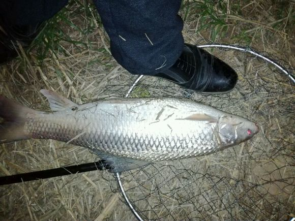 廣西邕江紅眼魚氾濫南寧大橋市民日夜垂釣