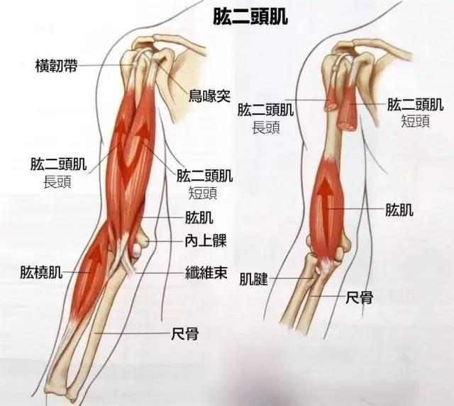 没有什么特别内容就是讲如何引体向上才能练好背阔肌