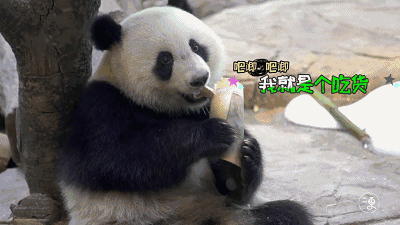 熊生无憾啊~这是我们哒熊猫大家好,介绍下能忍住不舔屏敬你是条汉子!