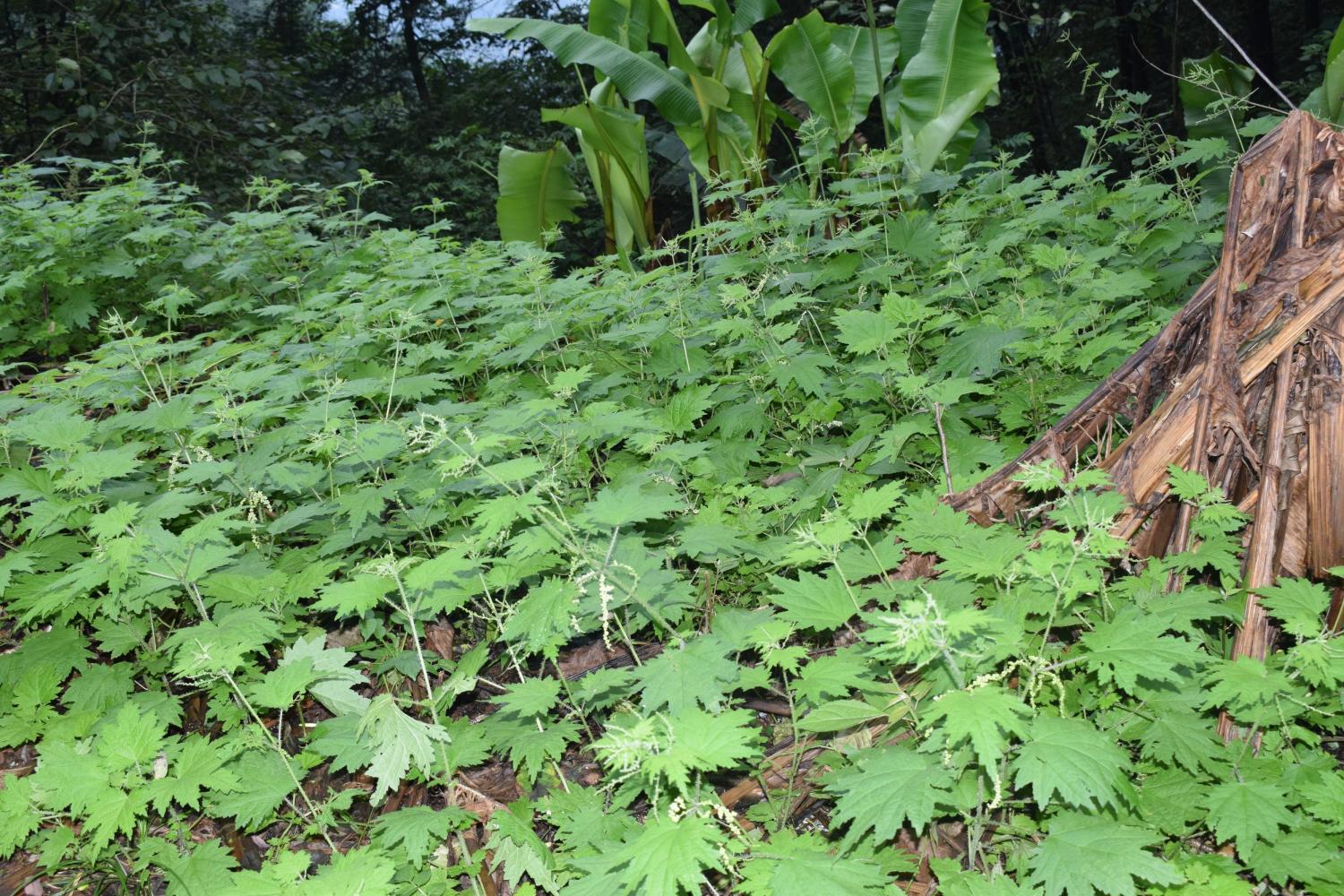 猪麻草图片大全图片