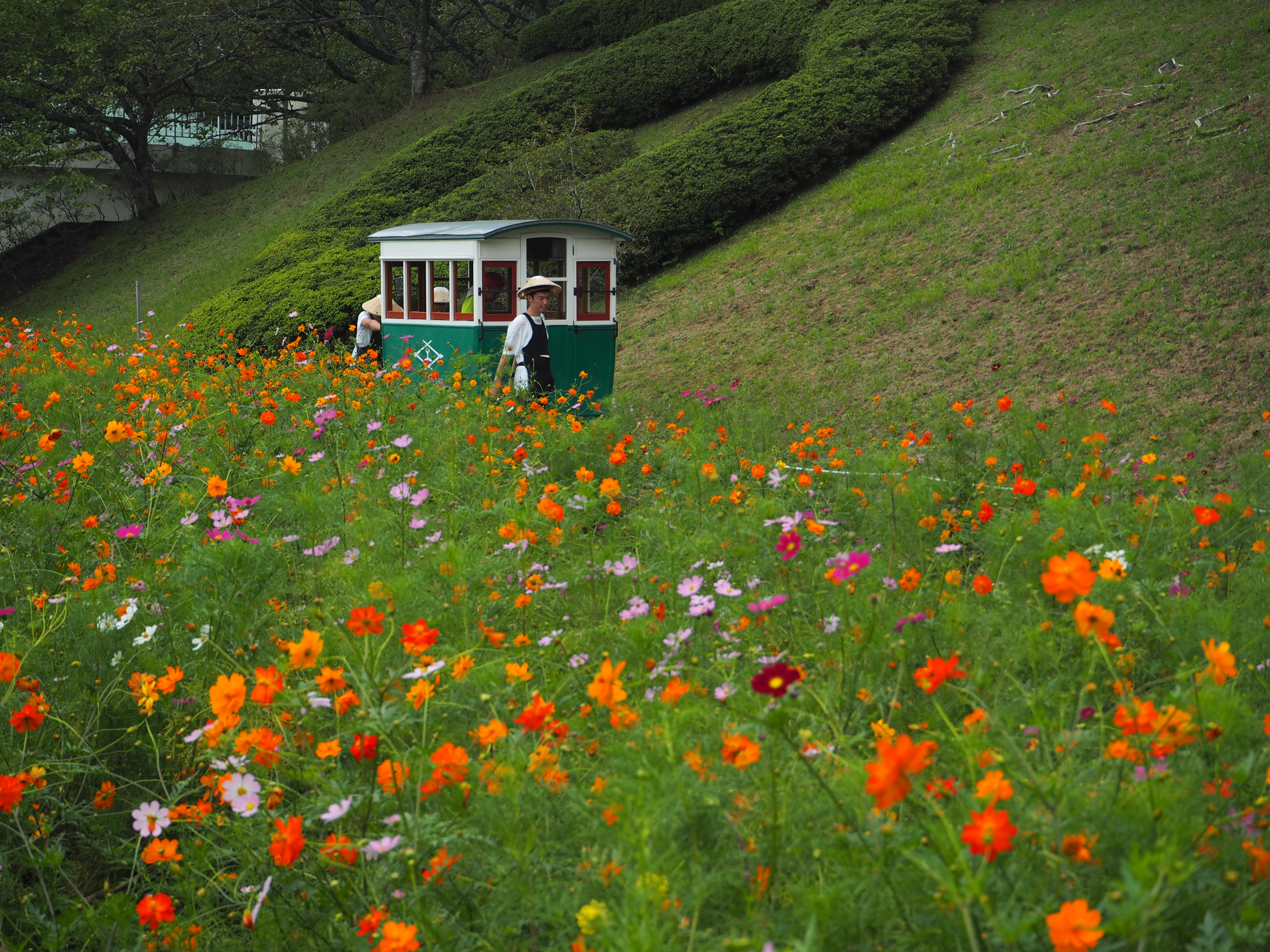 大波斯菊(大波斯菊和格桑花区别)