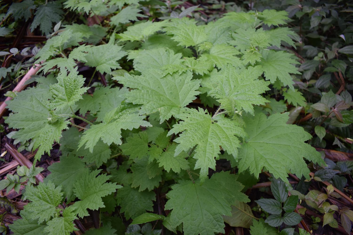 狗咬人草植物图片图片