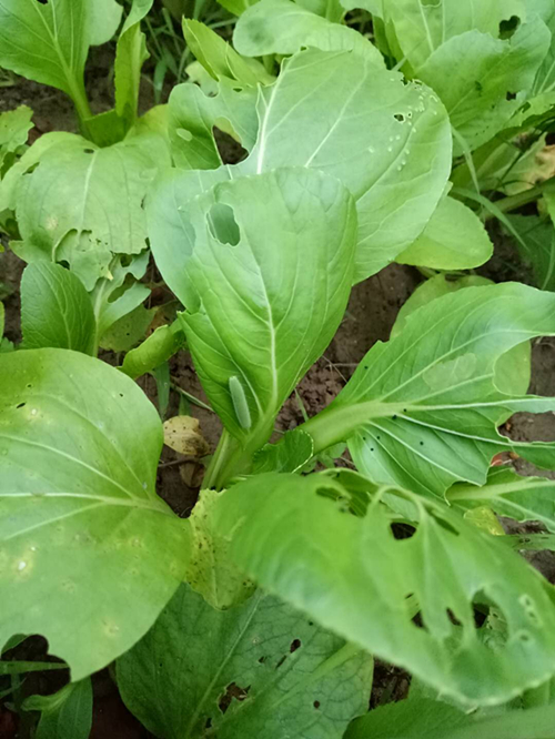 菜青虫用什么药防治