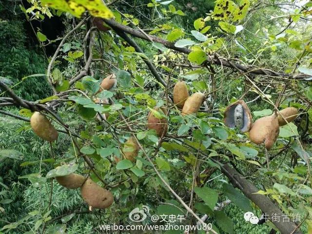 這種野生水果叫八月瓜來自牛街