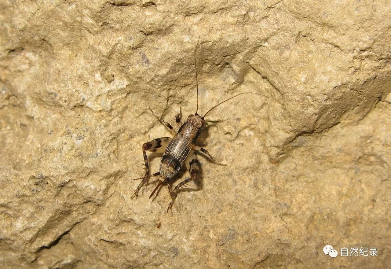 斑翅灰针蟋polionemobius taprobanensis个体小,1厘米,棕色具黑斑