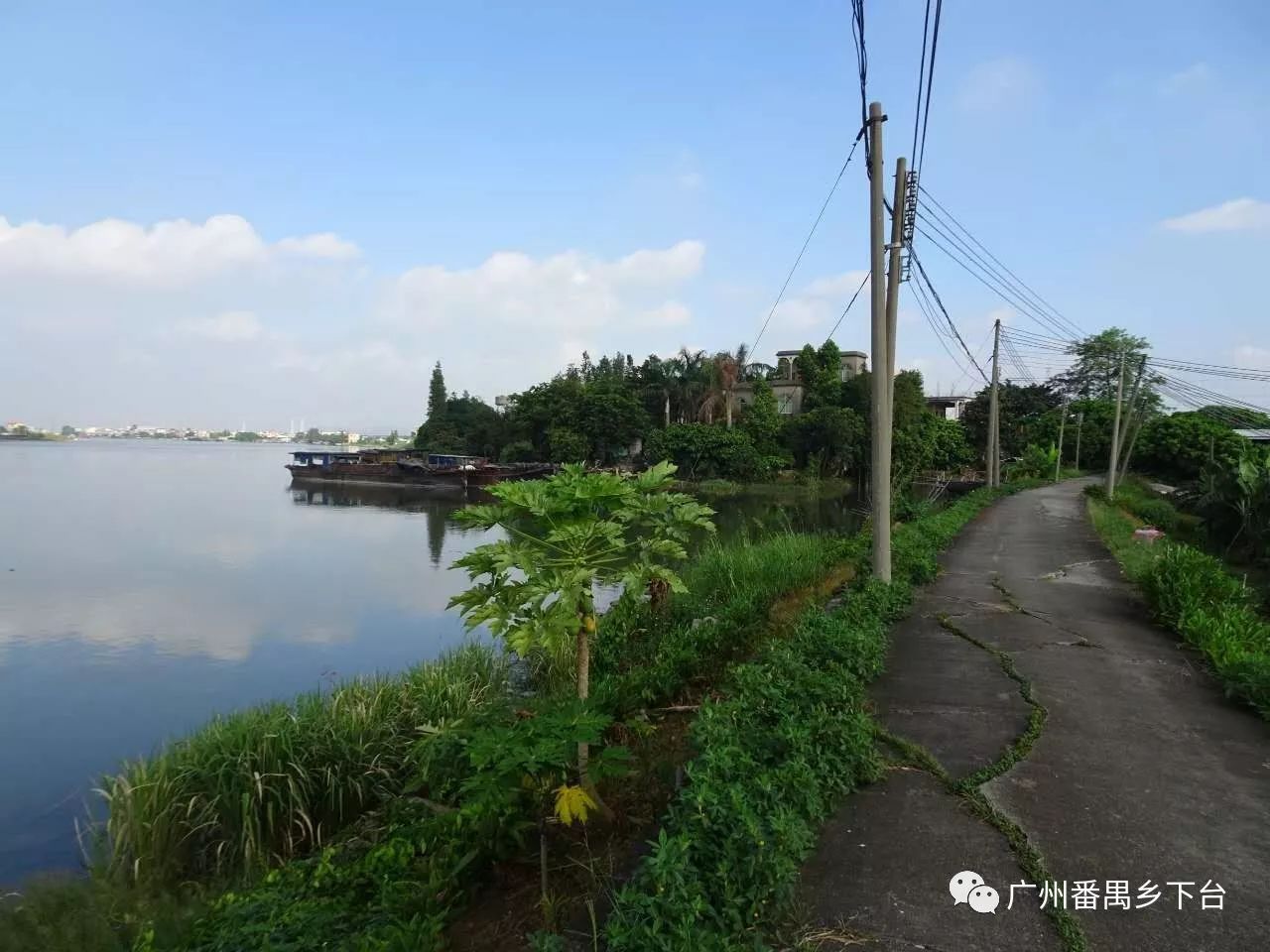 南沙区榄核镇雁沙村(乡下台 史太郎 摄)