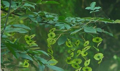 胰岛素植物图片大全图片