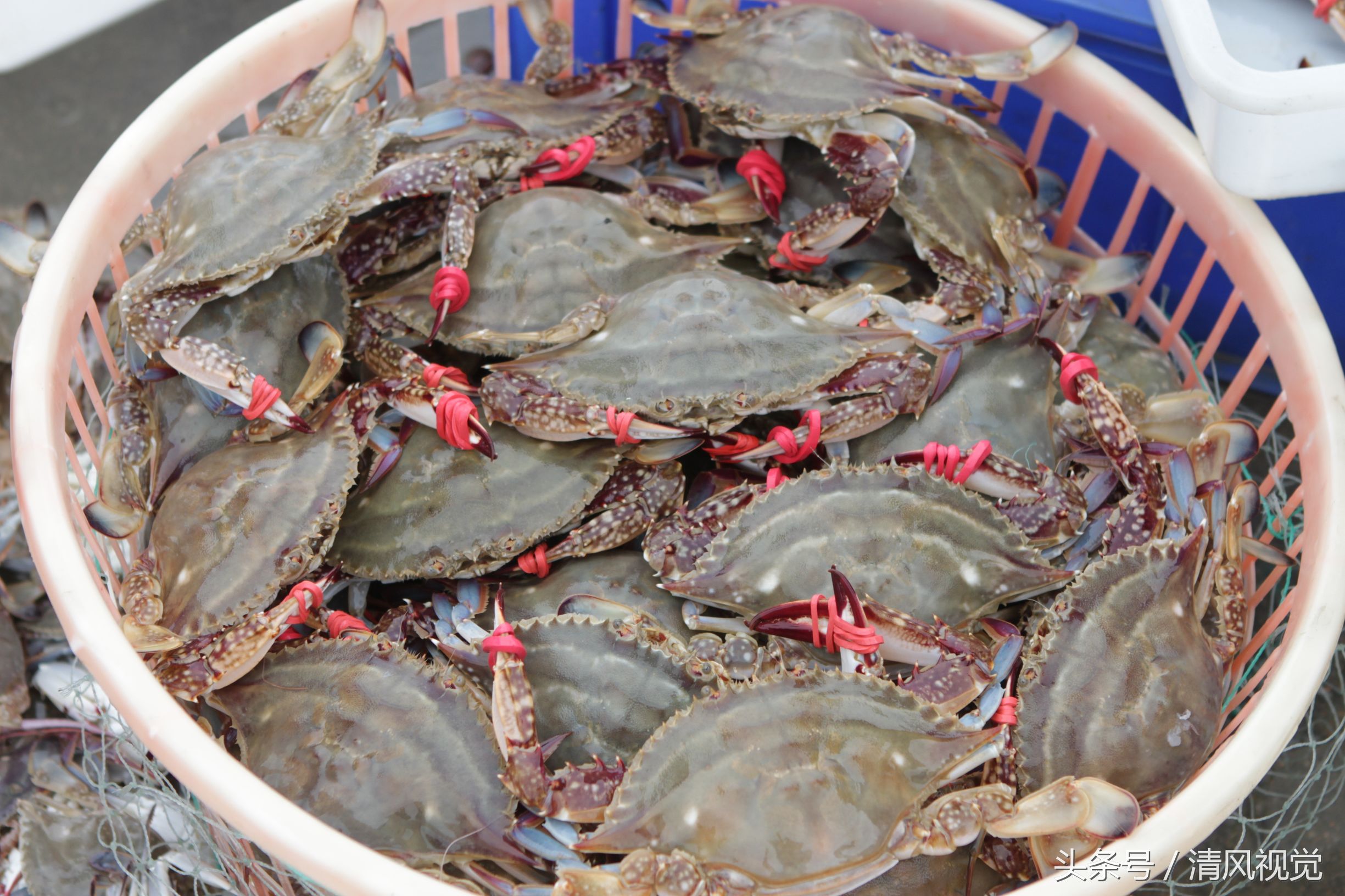 梭子蟹从70元跌至50元,一种海鲜白菜价10元能买3斤