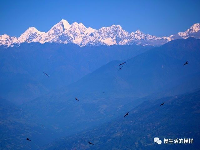 看尼泊爾山鷹在喜馬拉雅山脈的慢生活