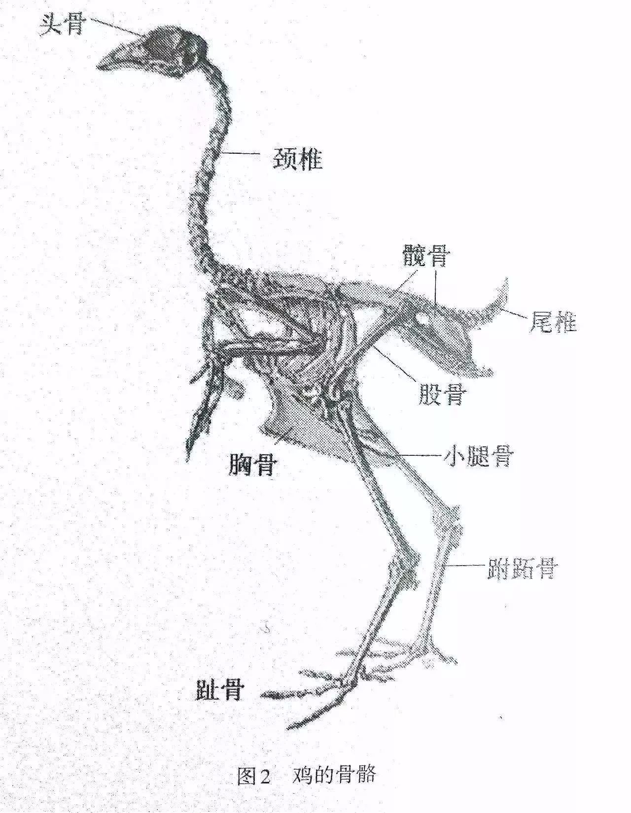 提高蛋鸡产蛋率必先提高育雏期胫长和体重的双达标率