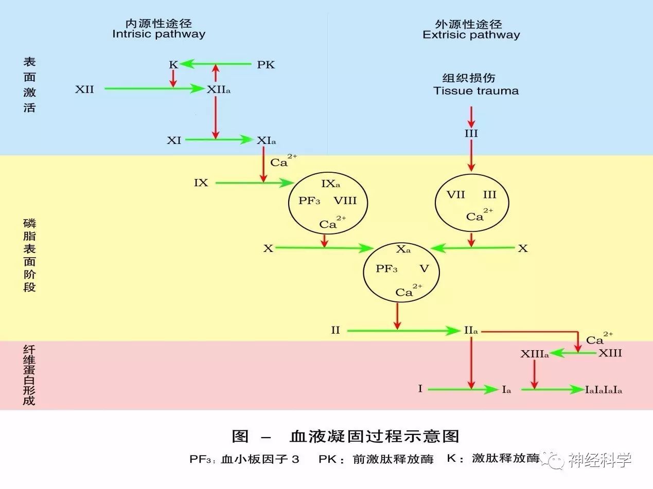 房颤患者应如何抗凝