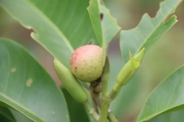 黄桷树果实图片