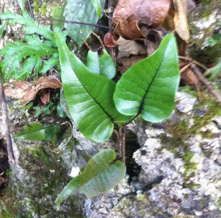 蕨类植物推荐:盾蕨