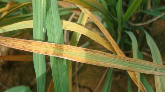 水稻白叶枯病的综合防治