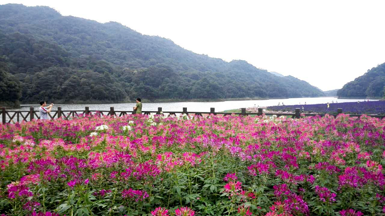 廣州大巴出發從化石門公園七彩天池花海盛宴陶醉於花海之中1日遊