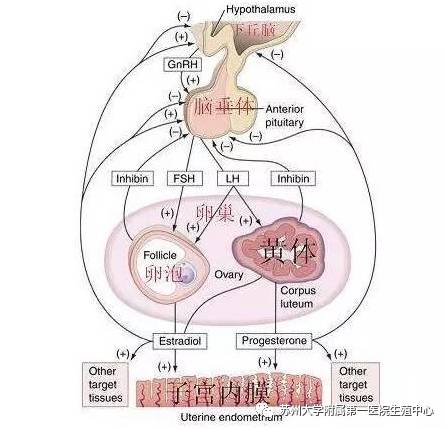 各项激素及其靶器官通过缜密而又复杂的反馈及负反馈调节,维持着女性
