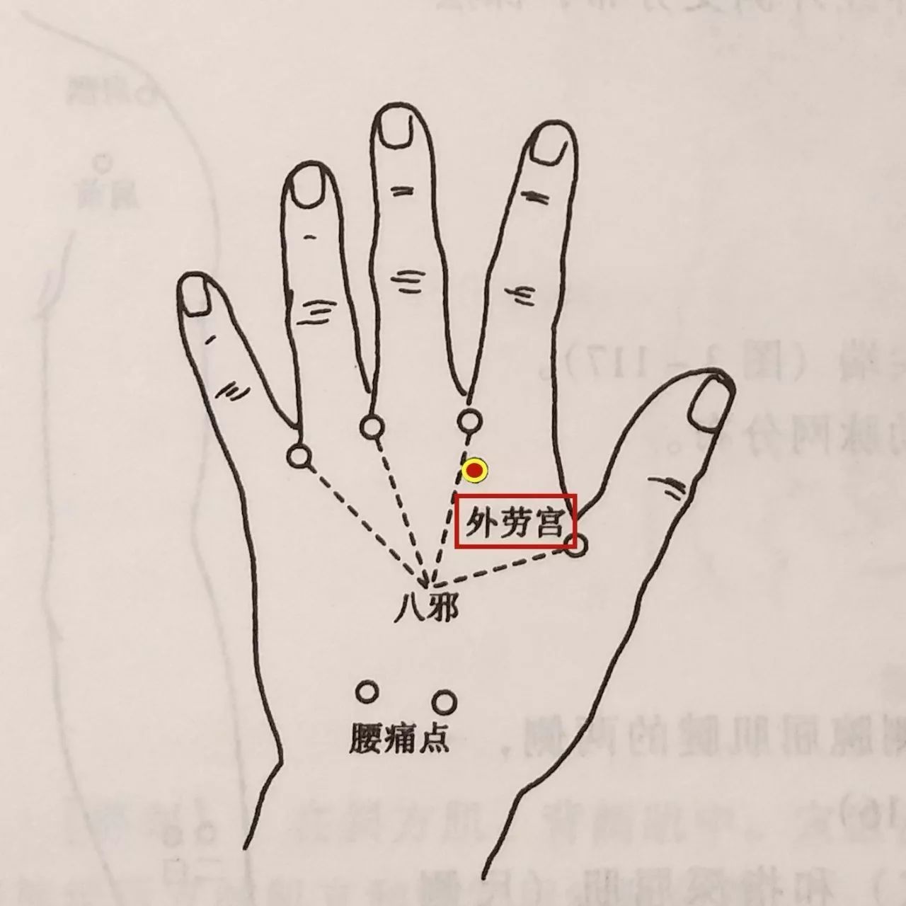 在手背側,當第2,第3掌骨之間,掌指關節後約0.5寸處.