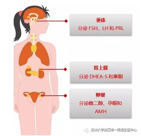 性激素的前世今生