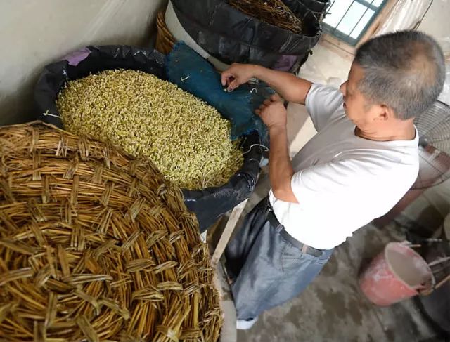 第二,三天白天黑夜掌控时间浇水,因为豆种的发芽不同,竹筐内豆芽在不