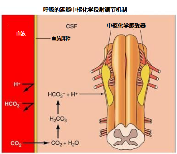 但是最主要的是中枢化学感受器反射的化学控制机制