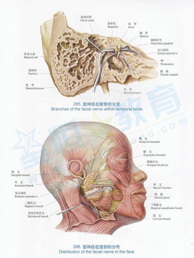 茎乳突孔体表定位图图片