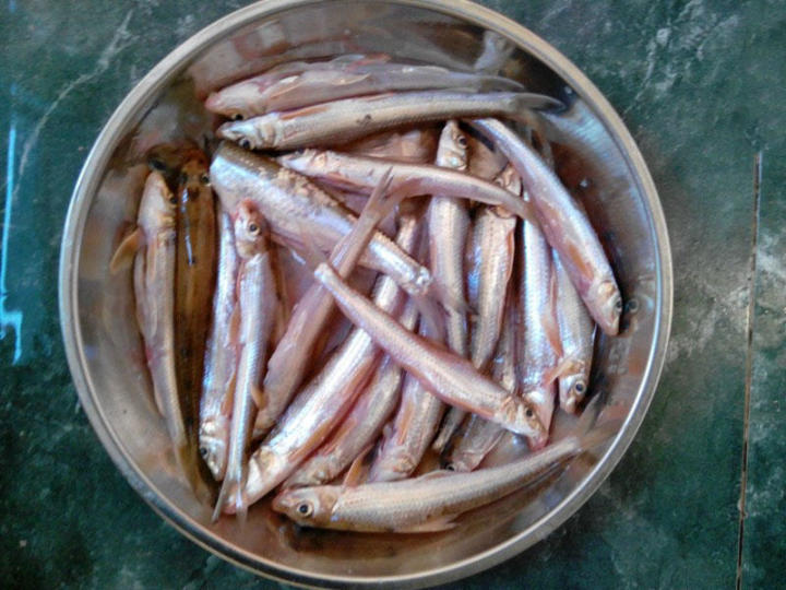 船丁魚雖不大,但因其成群,垂釣也極有樂趣: 魚食餌即逃,漂一下子就沒