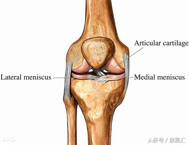 膝关节内侧解剖图片
