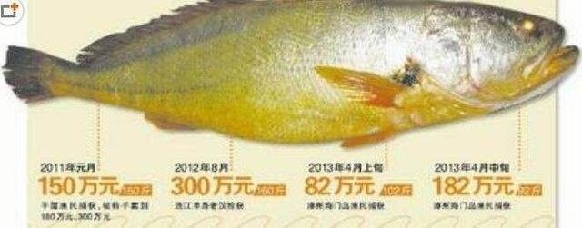 這些成千上萬元一斤的魚你釣到過嗎