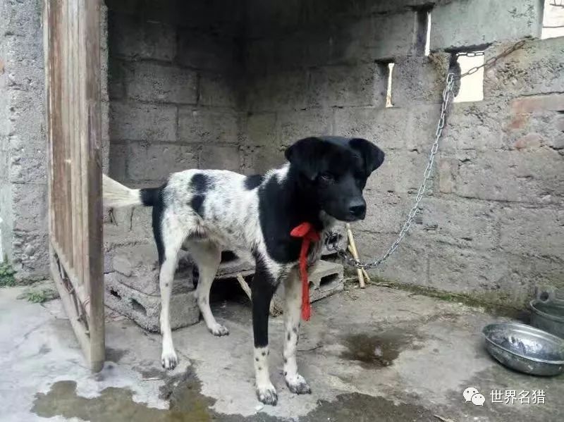 四川凉山犬 幼犬图片