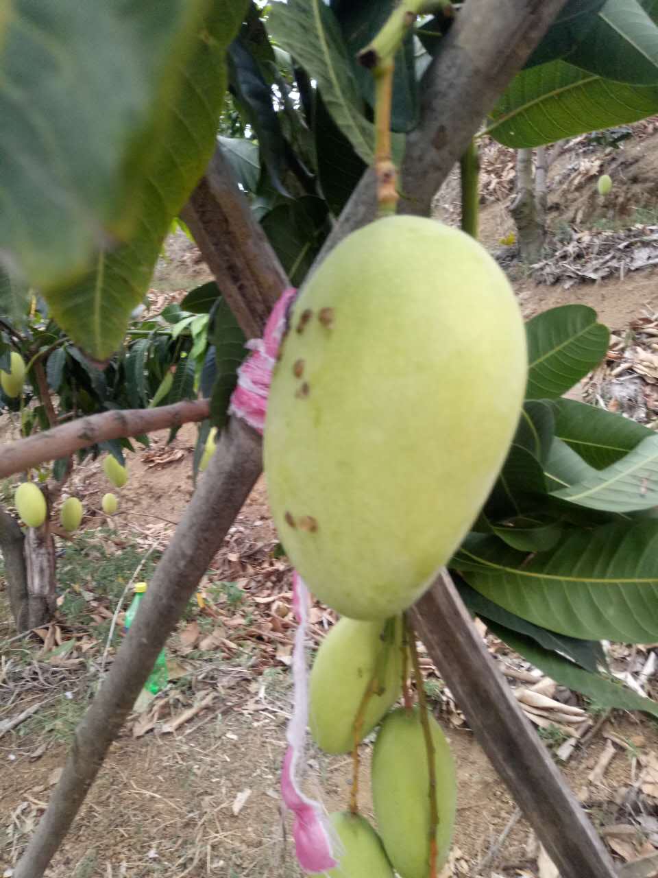 芒果細菌性角斑病,從採果後清園開始防治.