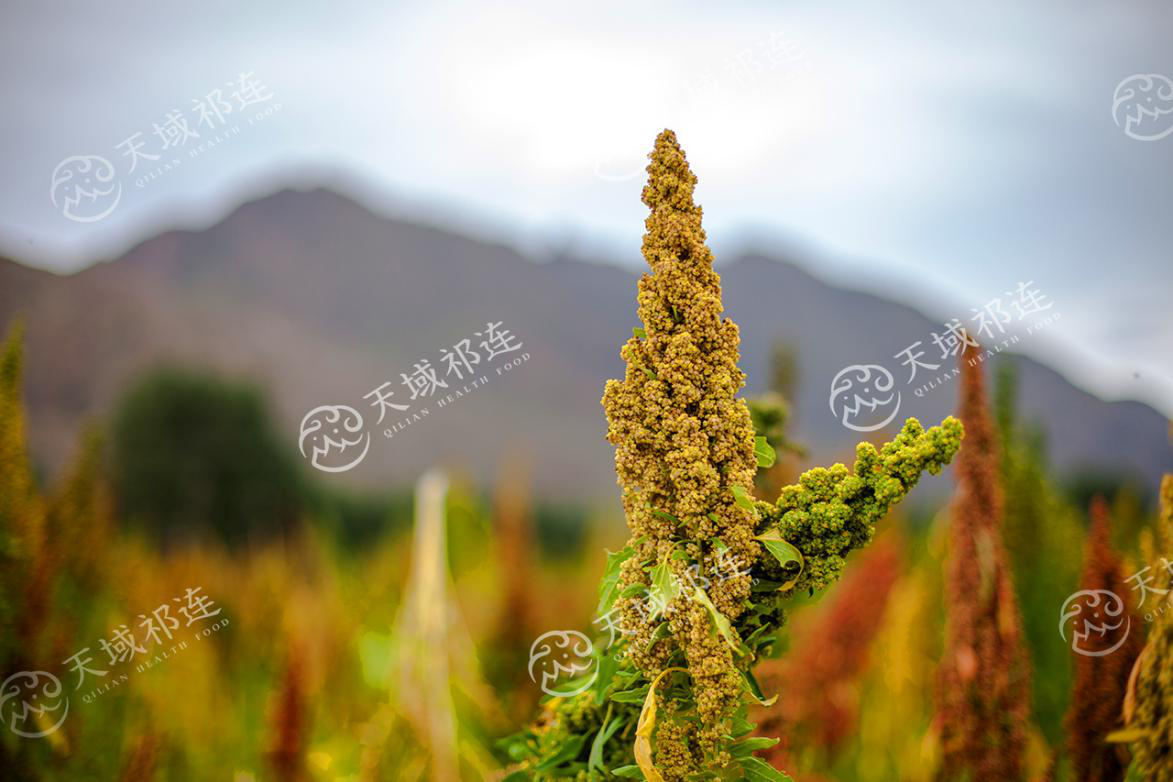 藜麥被加冕的營養黃金