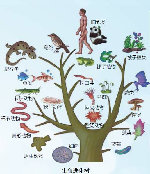 地球生命进化史图表图片
