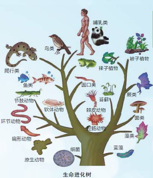 地球生物进化表图片