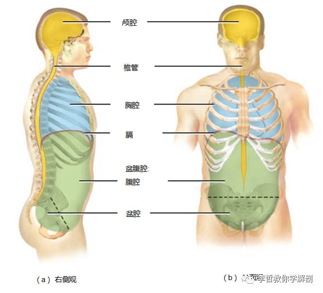 横膈肌是需要深入理解的【3】用力呼气:将肋骨下拉的肌肉,以及挤压