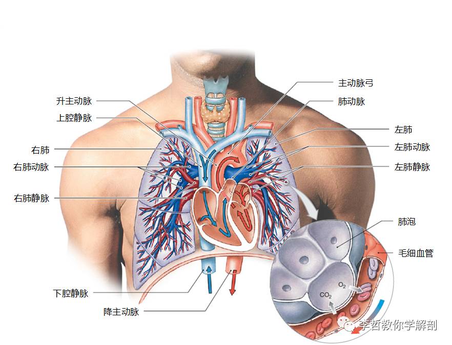 胸腔组织结构图图片