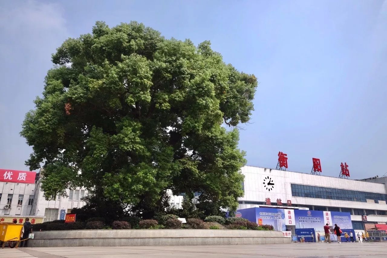 衡阳火车站的大樟树