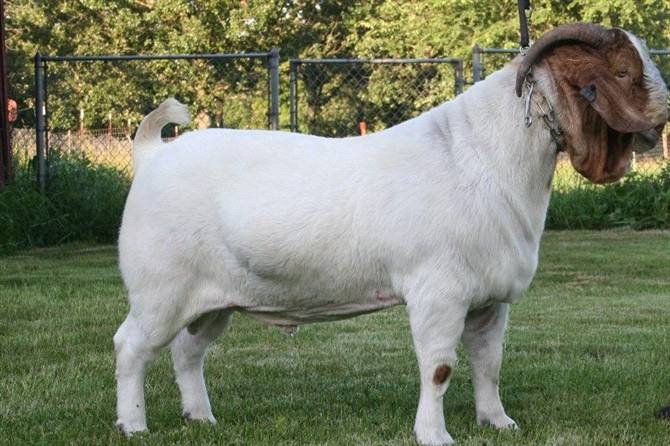(二)波尔山羊小尾寒羊属于肉裘兼用型,一年两产或三年五产,每胎3～5羔