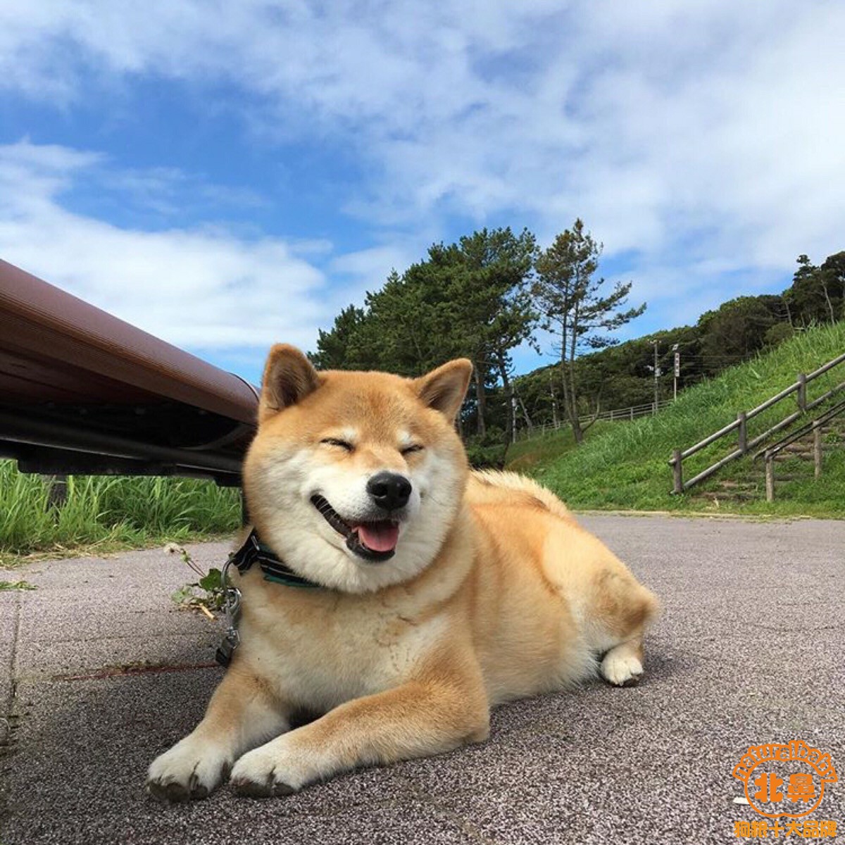 阿水柴犬图图片