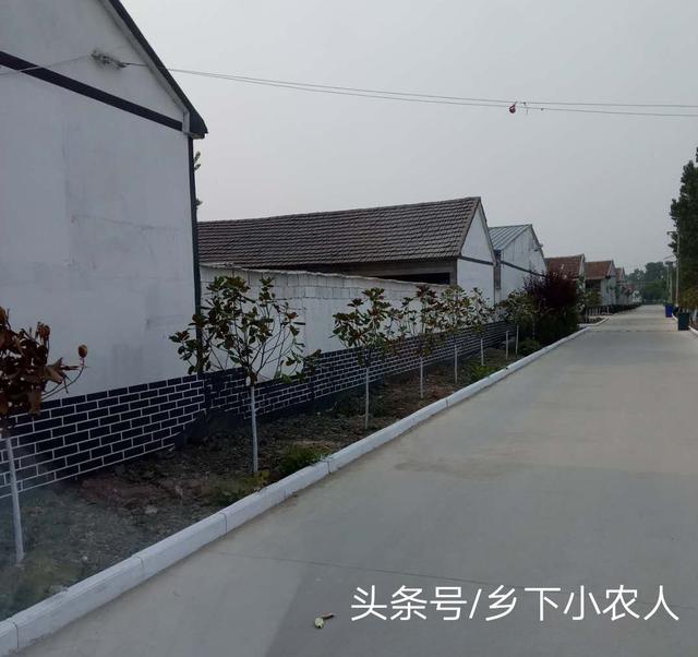 白牆青磚水泥路,看這裡如何打造美麗鄉村