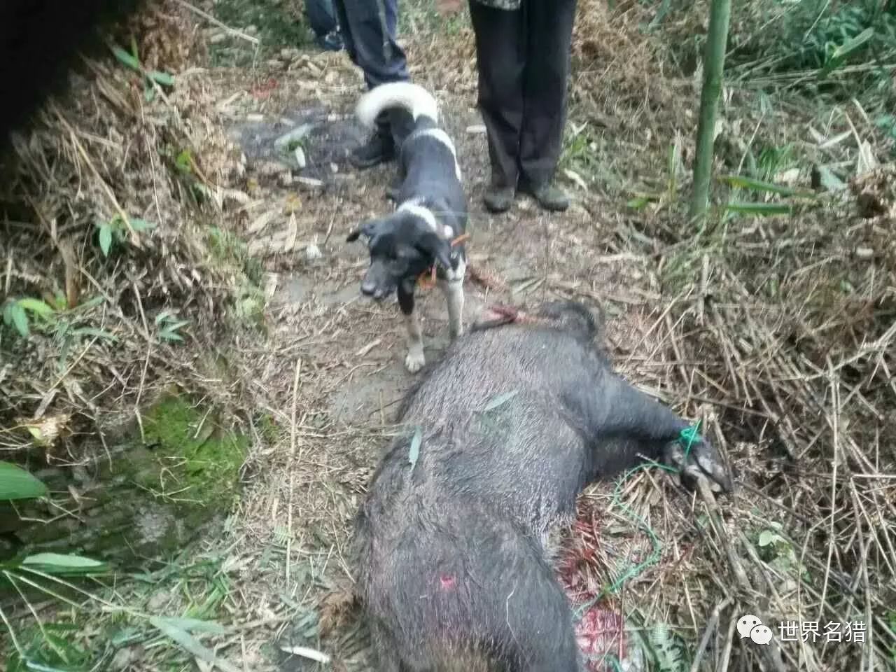 亟待拯救的國產獵犬涼山犬續