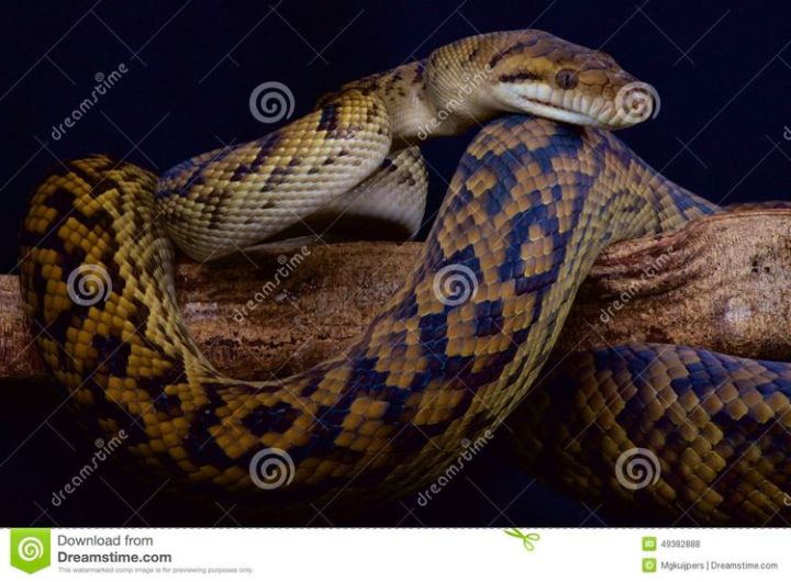 紫晶蟒蛇图片图片