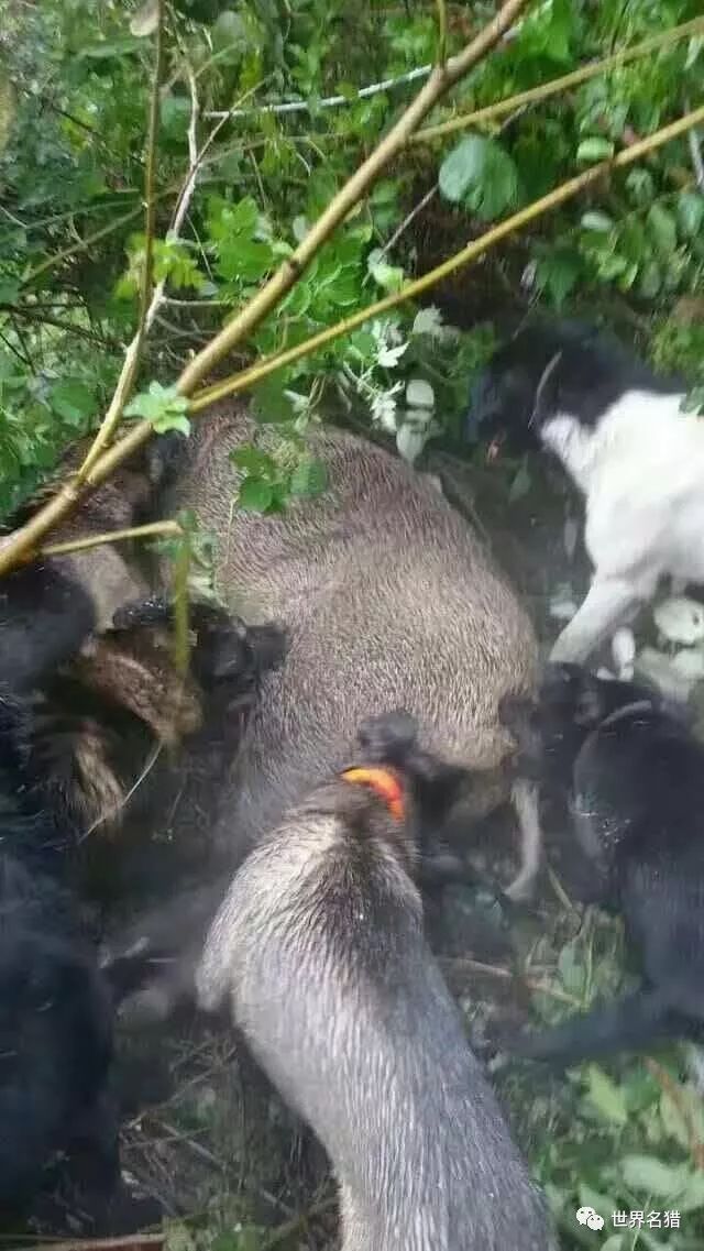 亟待拯救的國產獵犬涼山犬續