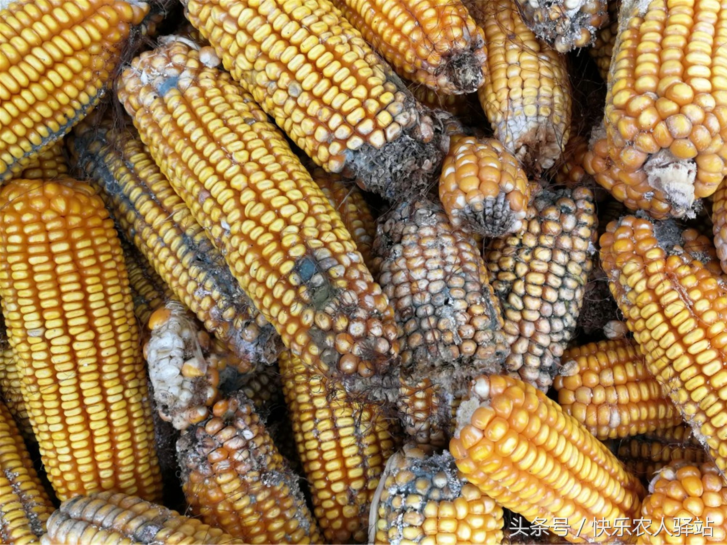 发霉的玉米碴子图图片