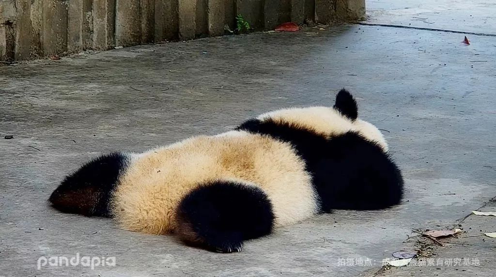 熊猫趴地表情包图片