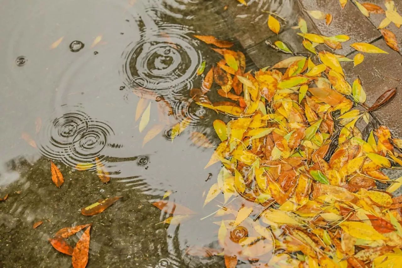 秋雨图片唯美伤感图片