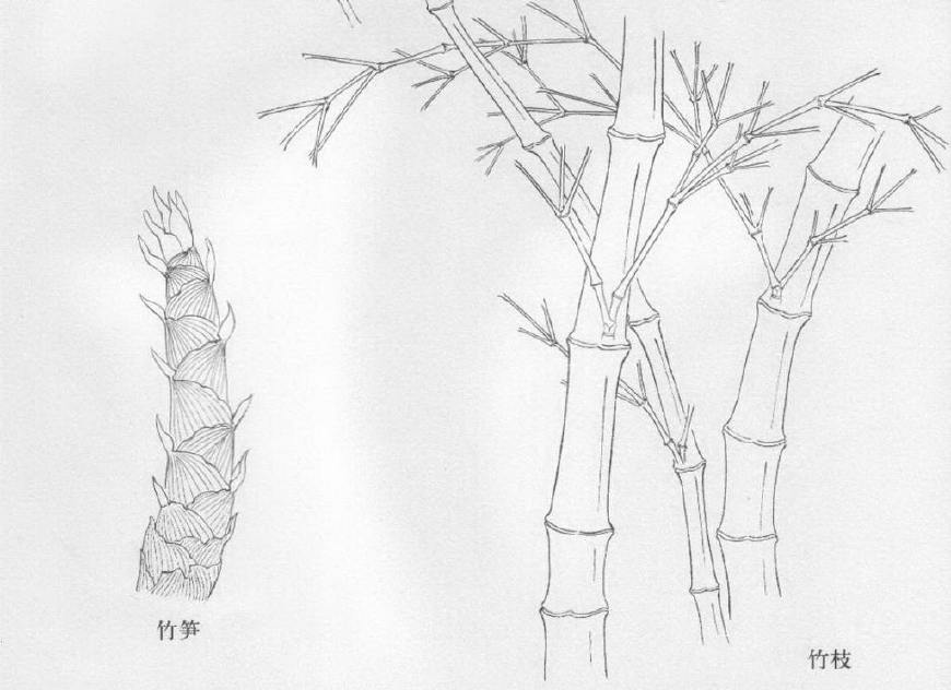 竹笋的生长过程画画图片