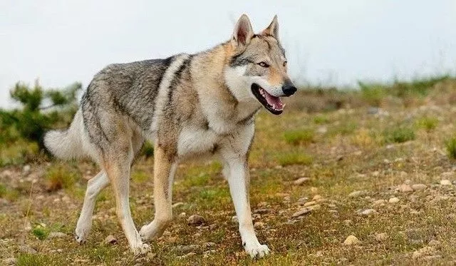 是由混血狼培育出来的狼血犬,据说拥有德牧的性格和狼的体质,在某些