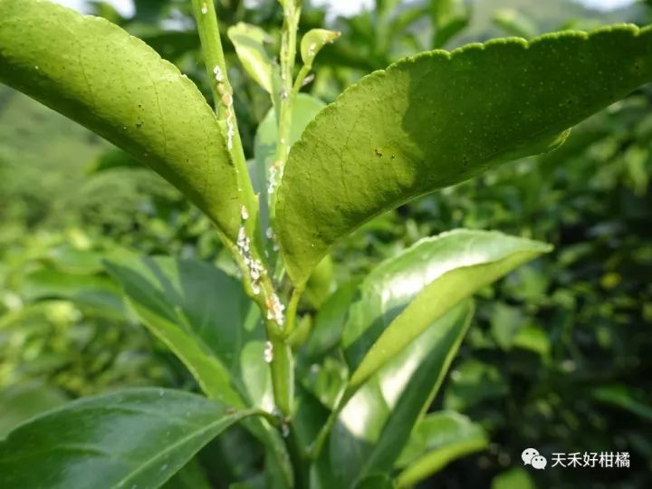 4,在晚秋梢生長至8-10釐米時噴藥防治病蟲害,重點防治紅蜘蛛(高峰期)