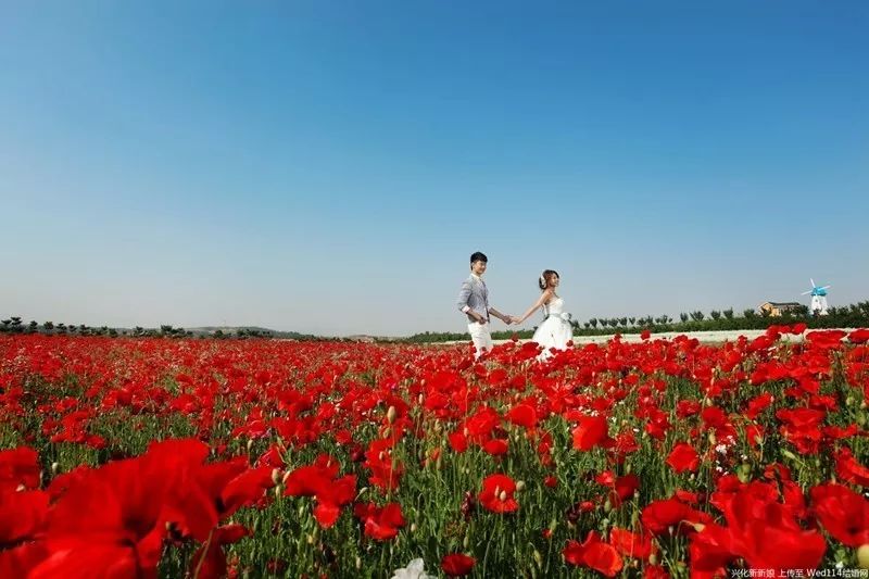 春季花海新风向燃烧的虞美人